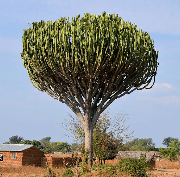 Tree Species Hluhluwe and Surrounds