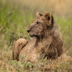 safari packages south africa
