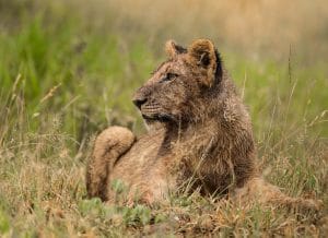 safari packages south africa