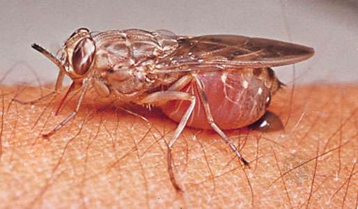 Hunting and Tsetse Fly Campaigns in Zululand
