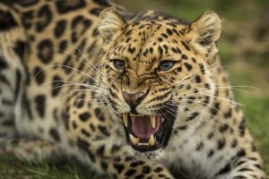 leopard amur
