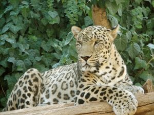 leopard persian