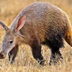 Aardvark Facts Information