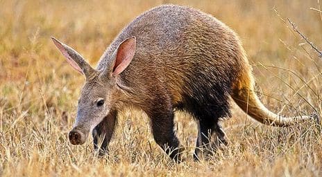 aardvark