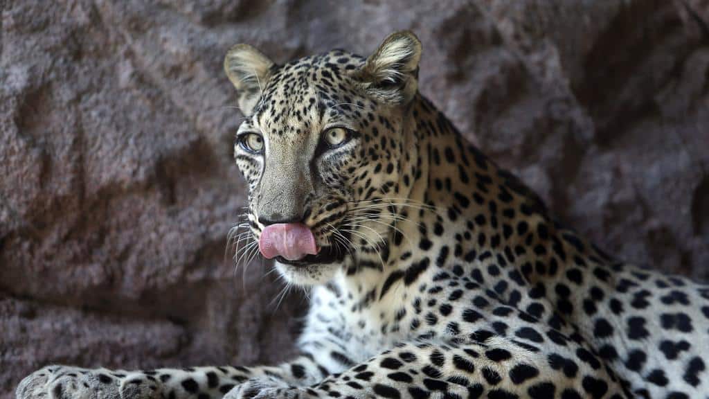 leopard arabian