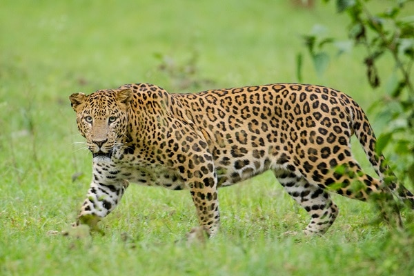 leopard indian