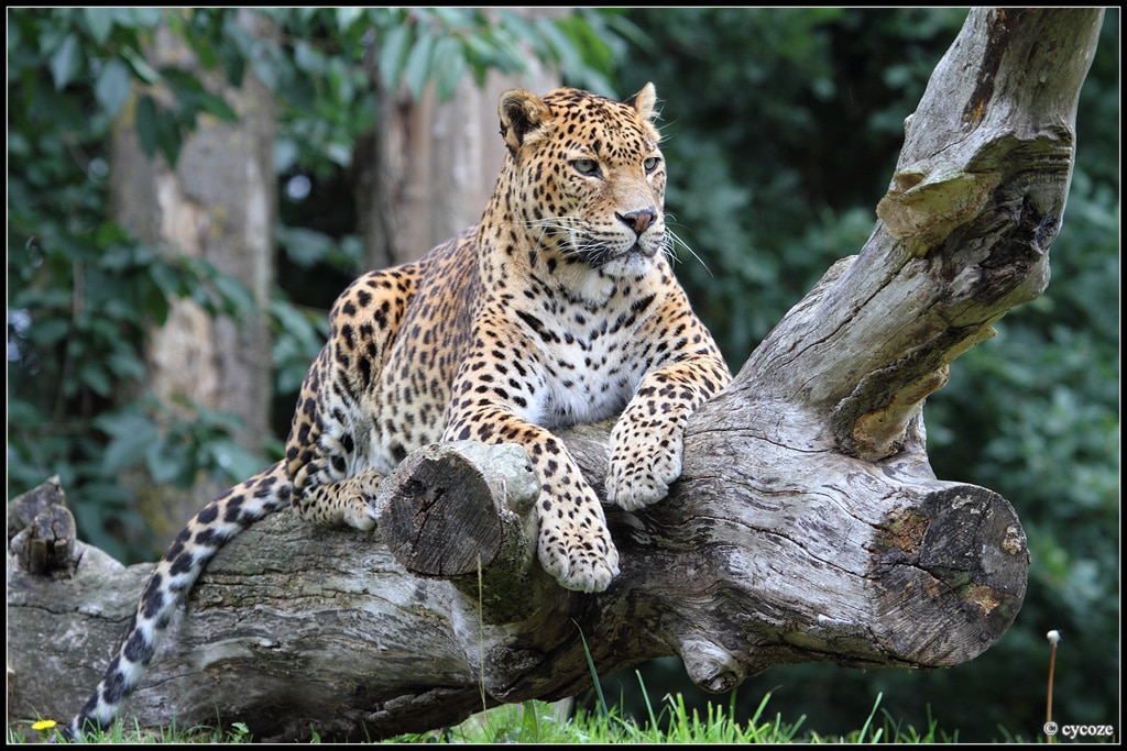 leopard sri lanken