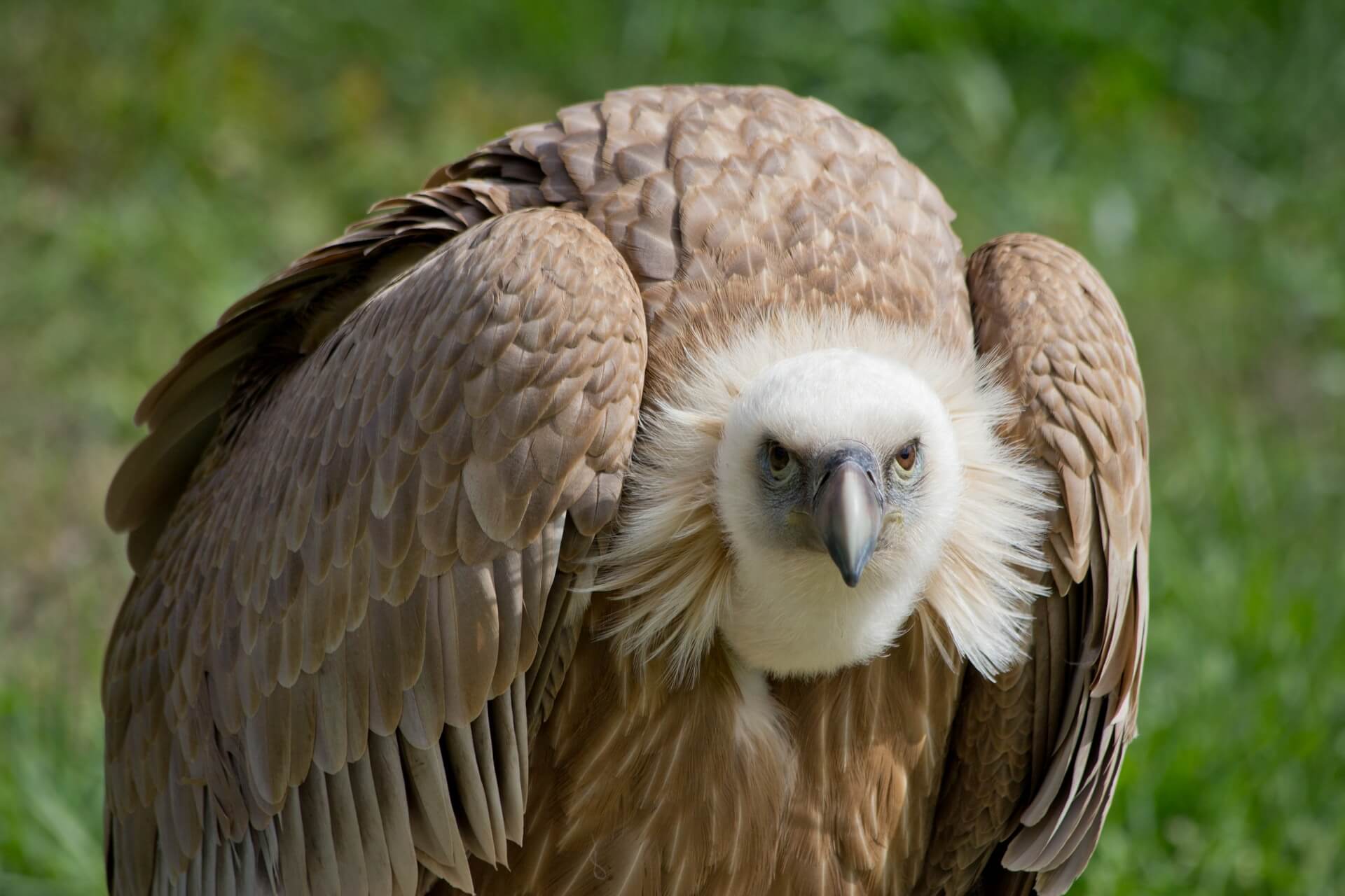 vultures facts and info