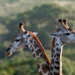 wildlife sightings on a south african safari package