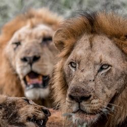 South Africa Safari Package Tours from Durban