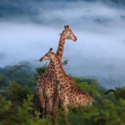 hluhluwe-imfolozi park day drives