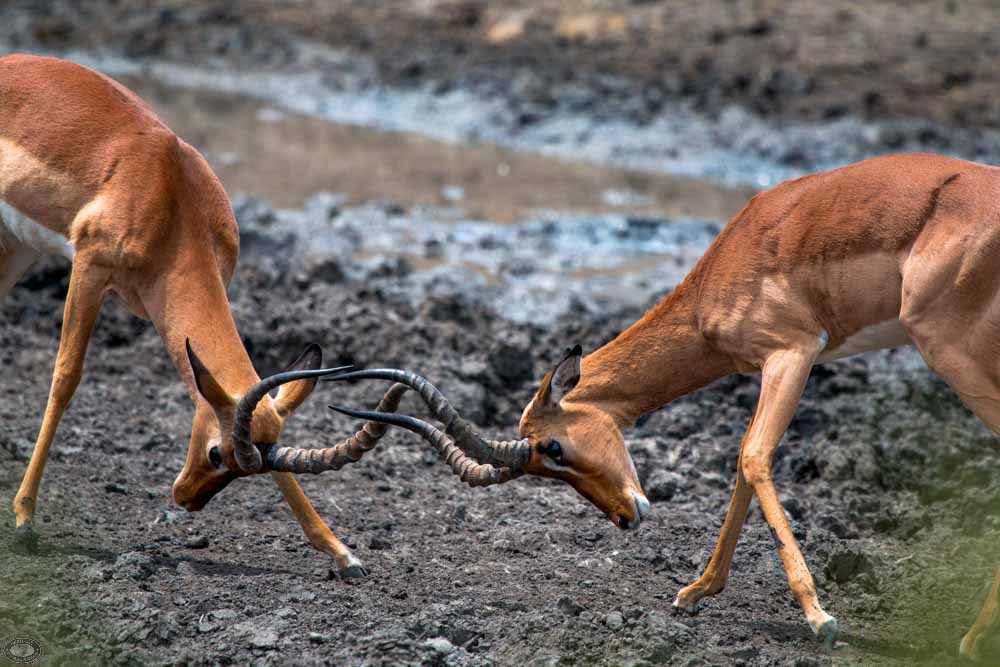 Impala 4 impala rutting