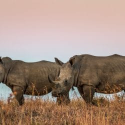 day safari options to hluhluwe-imfolozi park