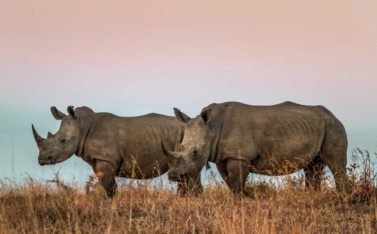 Hluhluwe Hilltop Camp 8 day safari options to hluhluwe-imfolozi park