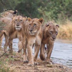 full day big 5 safari hluhluwe-imfolozi park