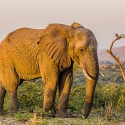 full day big 5 safari wildlife sightings