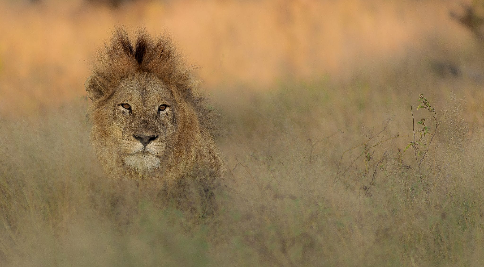 full day hluhluwe umfolozi safari