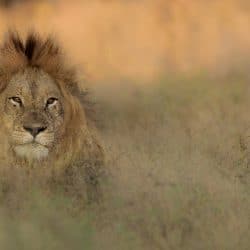 full day hluhluwe umfolozi safari