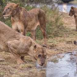 safari packages south africa