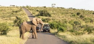 umfolozi imfolozi big 5 safari
