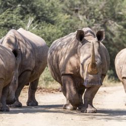 umfolozi big 5 safari