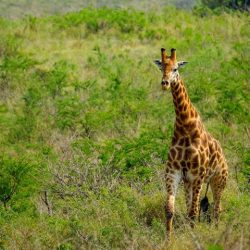 giraffe long neck