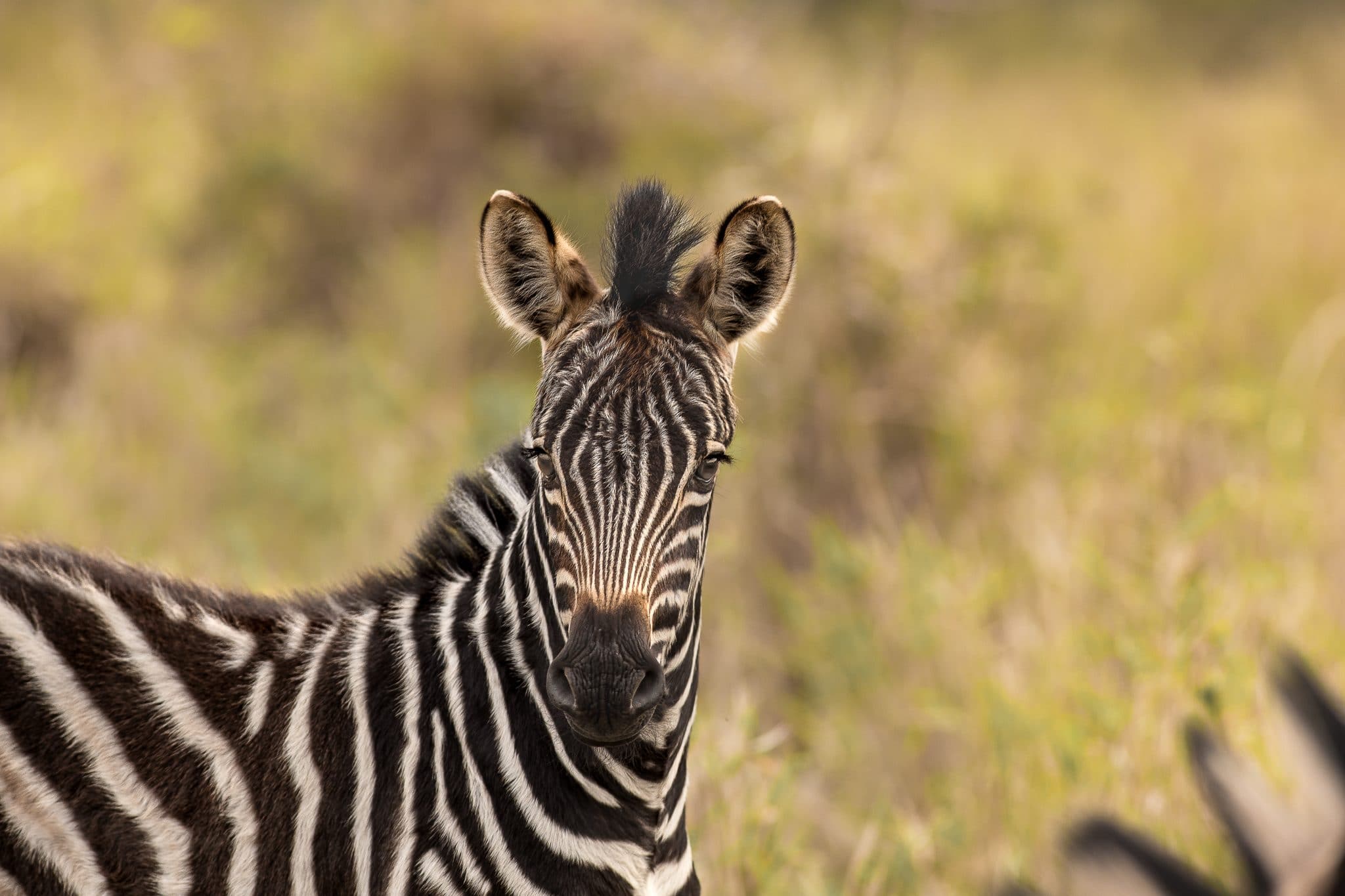 Heathrow to Durban flights and Safari Packages