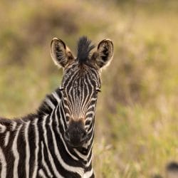 Heathrow to Durban flights and Safari Packages