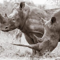Hluhluwe Big 5 Game Reserve
