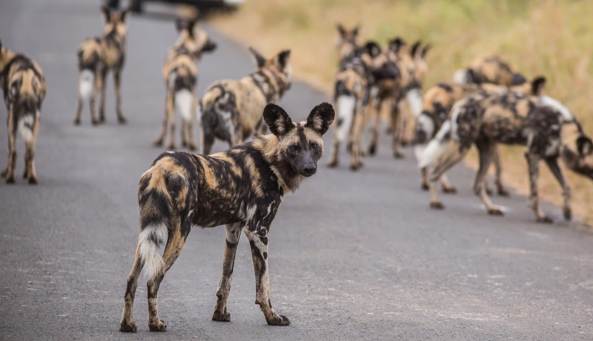 wild dogs hunting