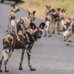 wild dogs hunting