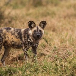 painted dog