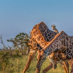 6 day bush & battlefield safari