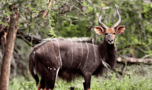 Nyala