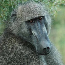 baboon