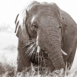 big 5 game reserves in kwazulu natal