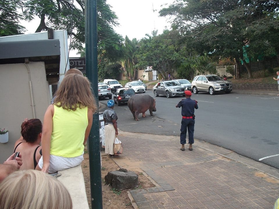 hippo in st lucia south africa main street