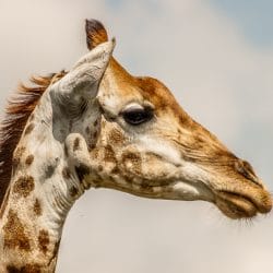 Hluhluwe-Imfolozi Park Animals