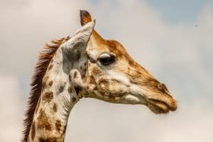 Hluhluwe-Imfolozi Park Animals