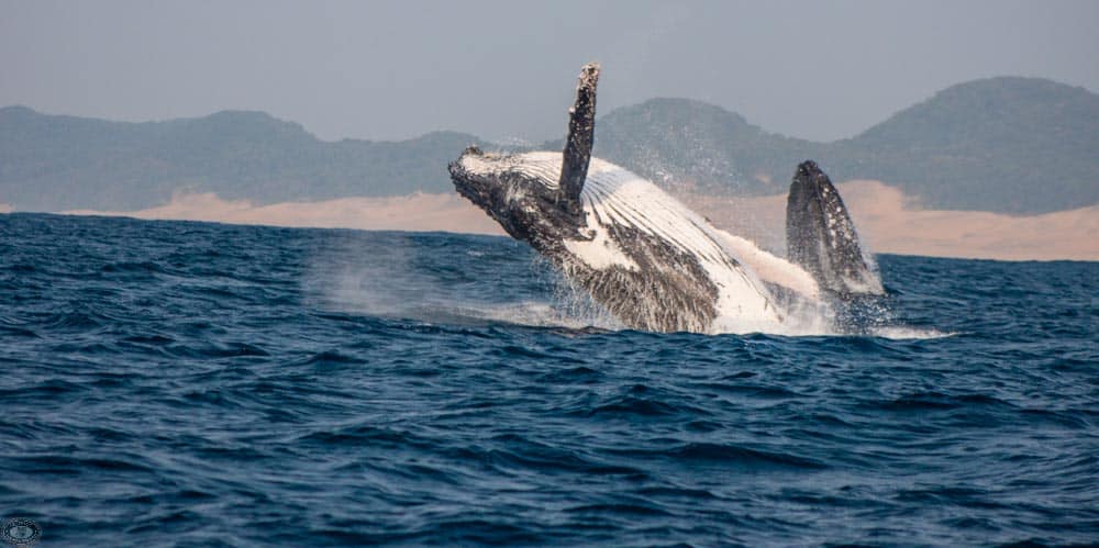 whale watching st lucia kzn