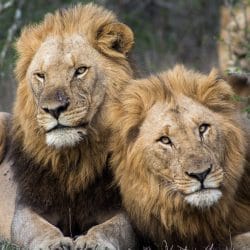 1 night bush, boat & night drive safari package