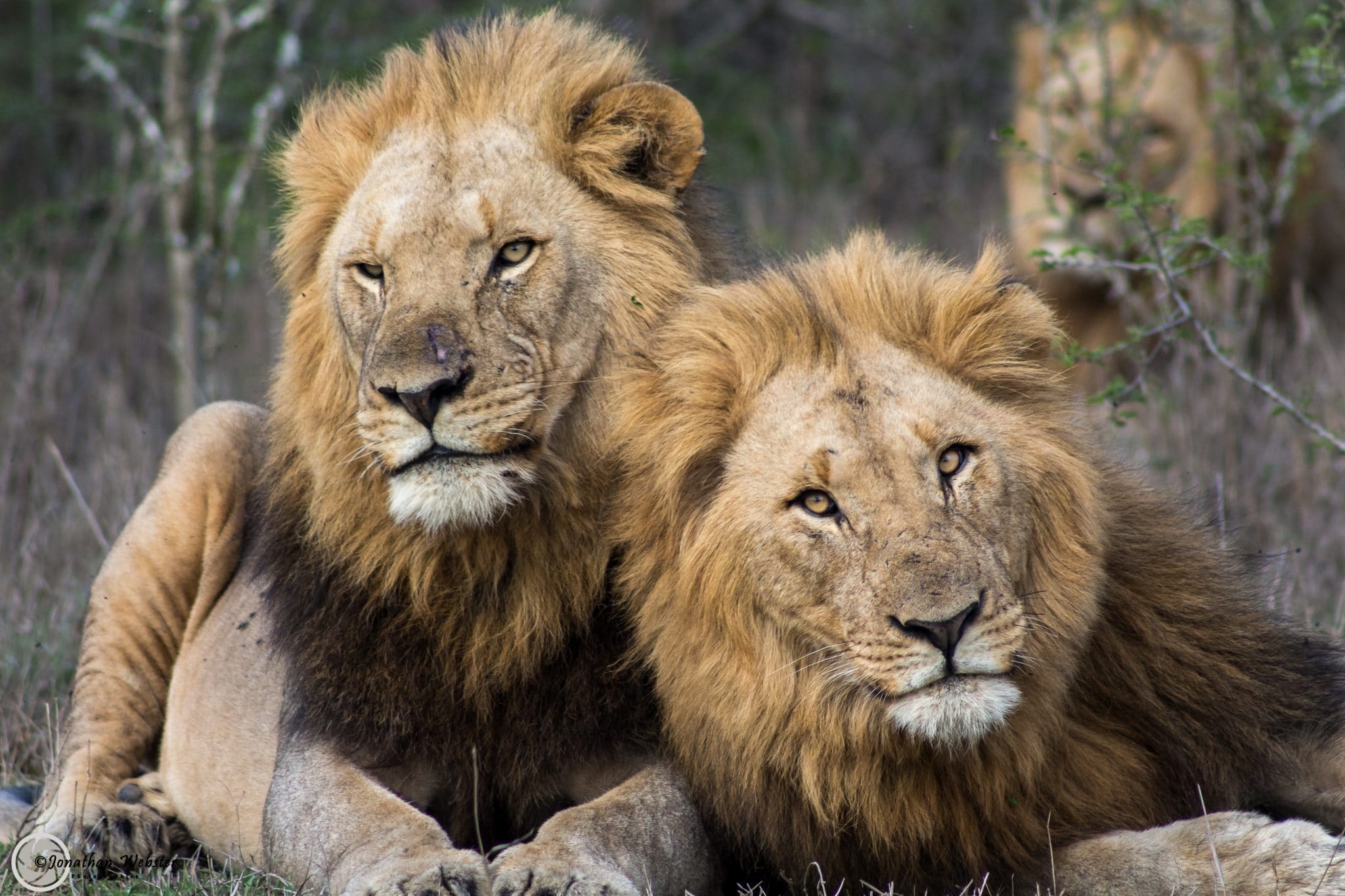 1 night bush, boat & night drive safari package