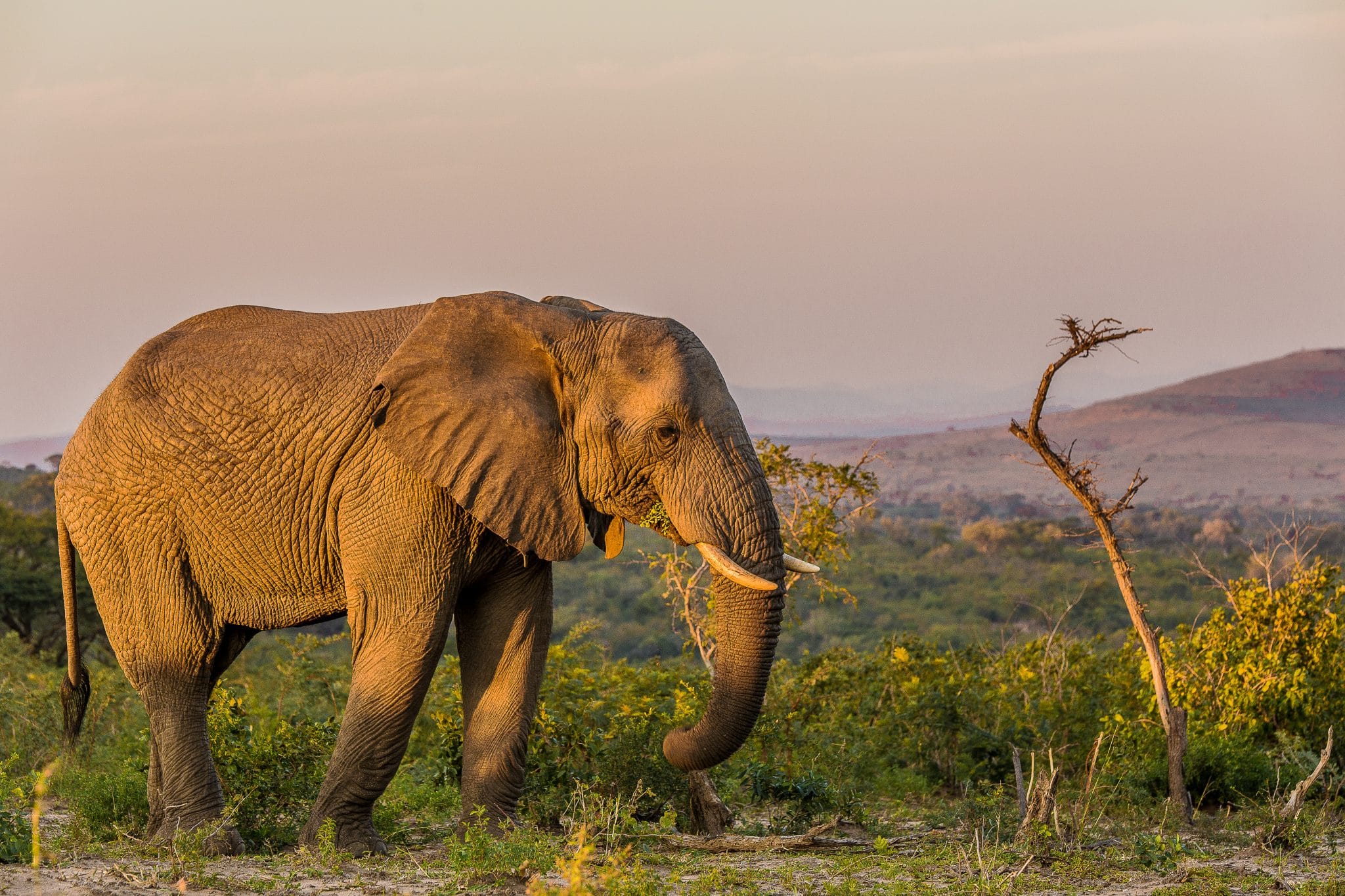 14 Day Cape Town & KwaZulu Natal Safari Tour Package