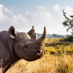 2 night hluhluwe umfolozi safari package