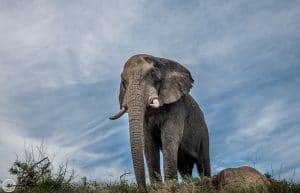 4 night zululand safari package