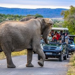 african big 5 elephant