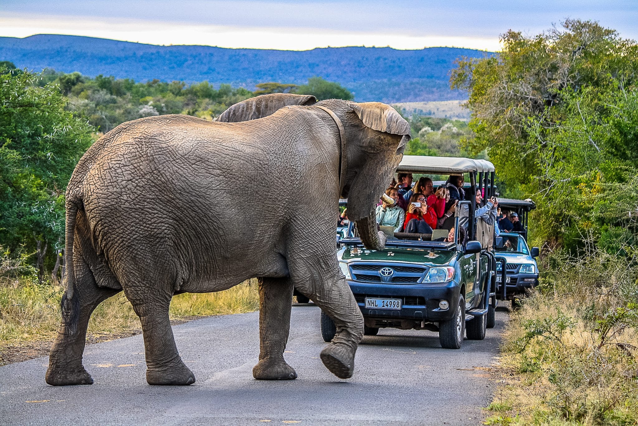 4 Night Zululand Safari 3 african big 5 elephant