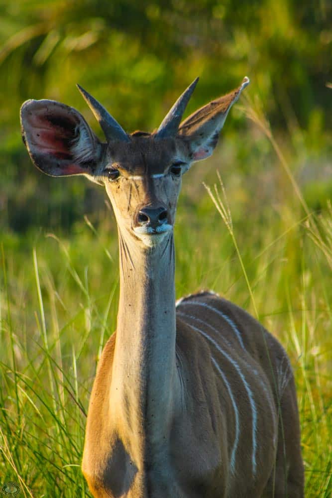 adolescent male nyala