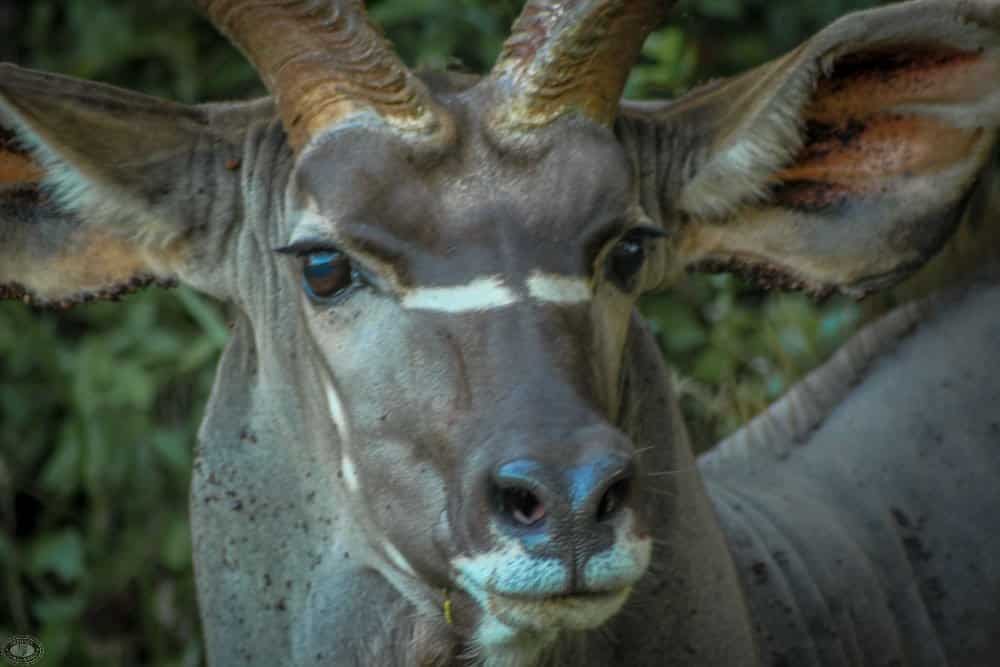 mature nyala male side view