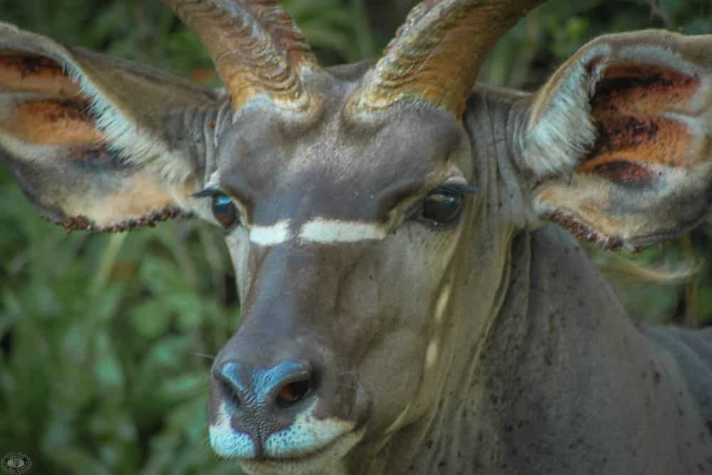 mature male nyala
